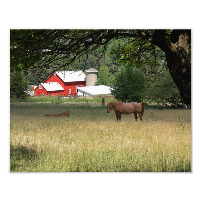 Foto Barn Rojo Y Caballos (Frente)