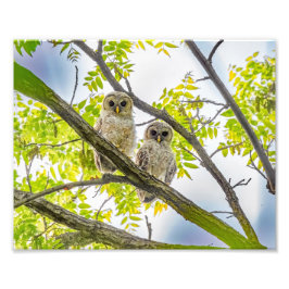 Foto Barred Owlets Springtime