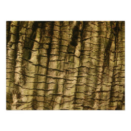 Foto Barrera de árbol de palmas