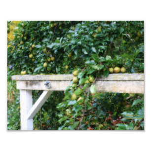 Foto Bartlett Pears On Tree Orton Art 8x10