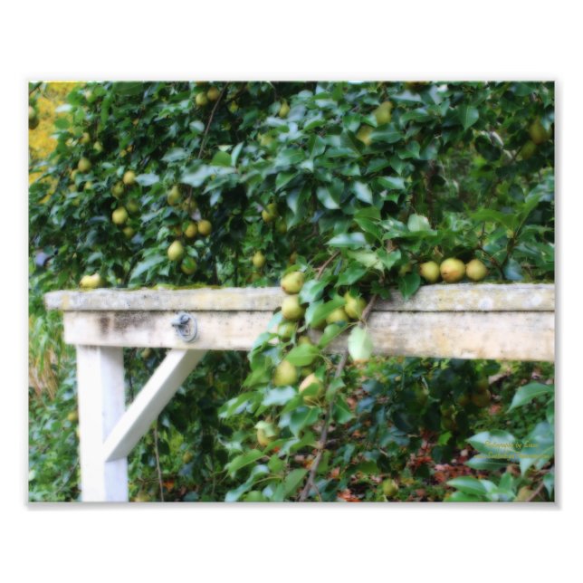 Foto Bartlett Pears On Tree Orton Art 8x10 (Frente)