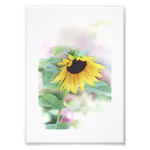 Foto 'Bashful Sunflower'