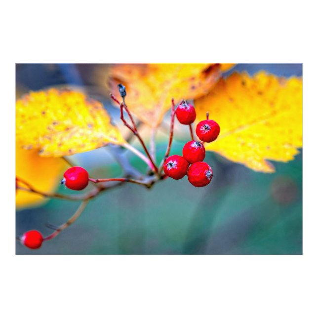 Foto Bayas de espino de paja elegantes en otoño (Frente)