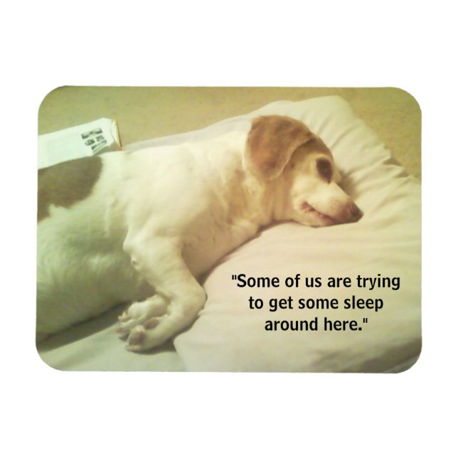 Foto Beagle "Tratando de dormir un poco" 3x4 imán (Horizontal)