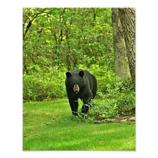 Foto Bear negro en el patio trasero
