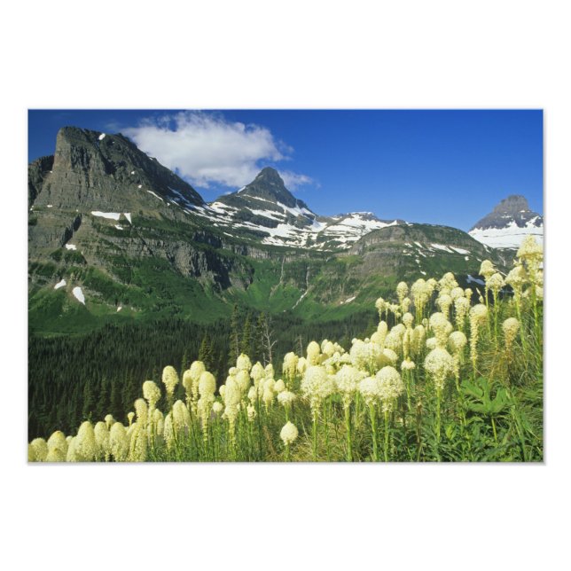 Foto Beargrass cerca de Logan Pass en Gacier National (Frente)