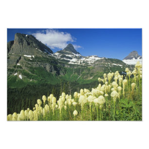 Foto Beargrass cerca del paso Logan en el país Gacier