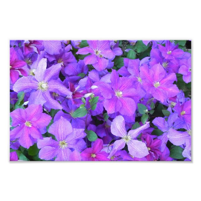 Foto Beautiful Violet Clematis (Frente)