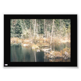 Foto Beaver Pond In Winter Photo Print