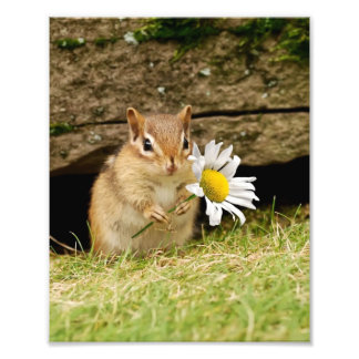 Foto Bebé adorable Chipmunk con margarita