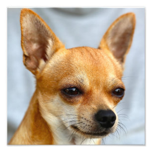 Foto Bebé Chihuahua