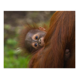 Foto Bebé de Orangután Con Un Peek