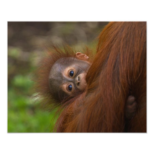 Foto Bebé de Orangután Con Un Peek (Frente)