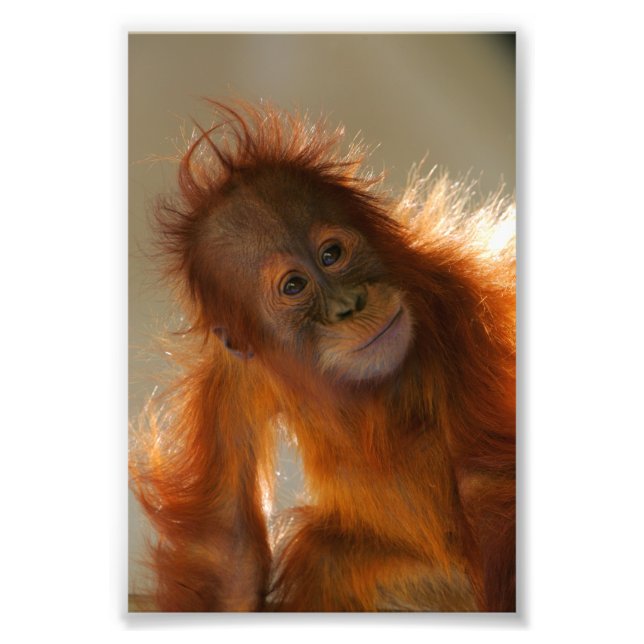 Foto Bebé lindo Orangutan (Frente)