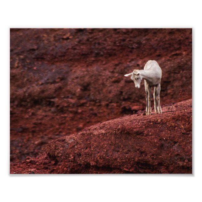 Foto Bebé ovino en rocas rojas (Frente)