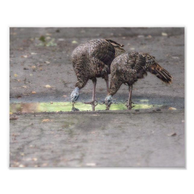 Foto Beber pavos silvestres de la impresión de charco (Frente)