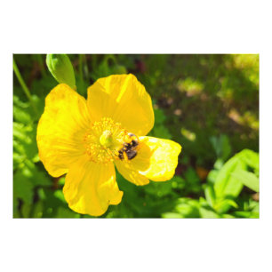 Foto Bee