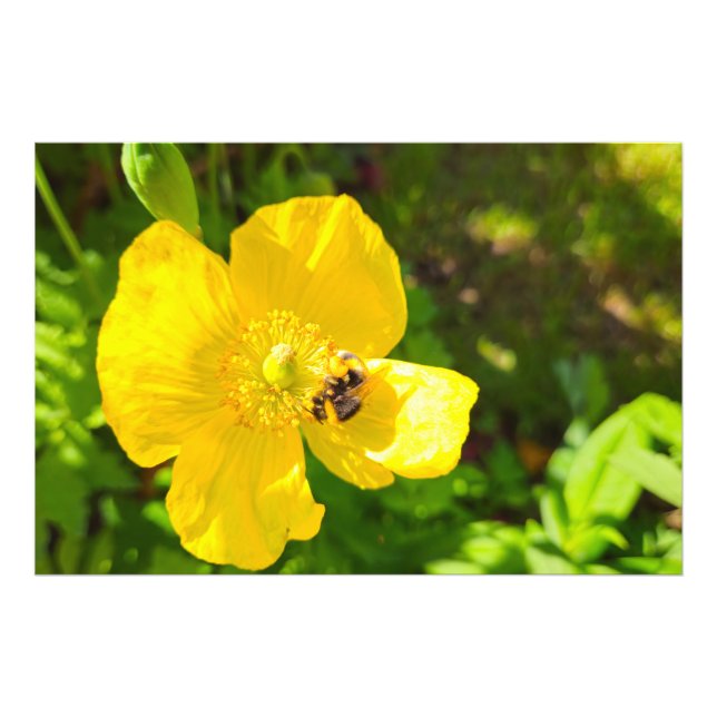 Foto Bee (Frente)