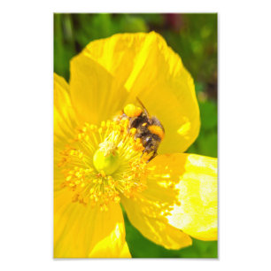 Foto Bee