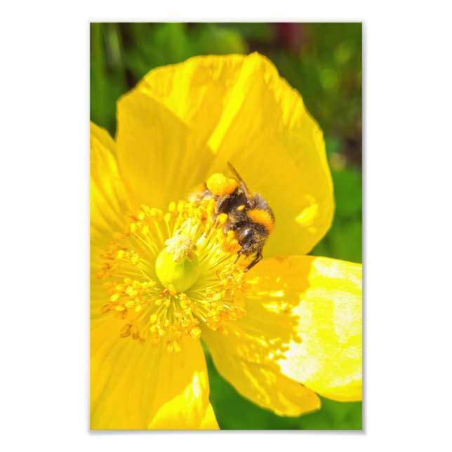 Foto Bee (Frente)