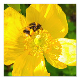 Foto Bee