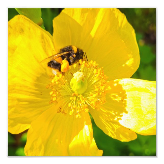 Foto Bee (Frente)