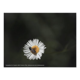 Foto Bee cosmopolita