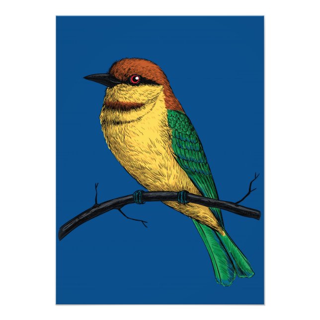 Foto Bee eater (Frente)
