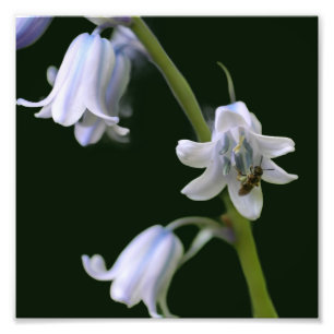 Foto Bee On Bluebell Flower Close 8x8