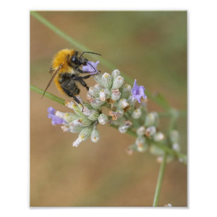 Foto Bee on Lavender