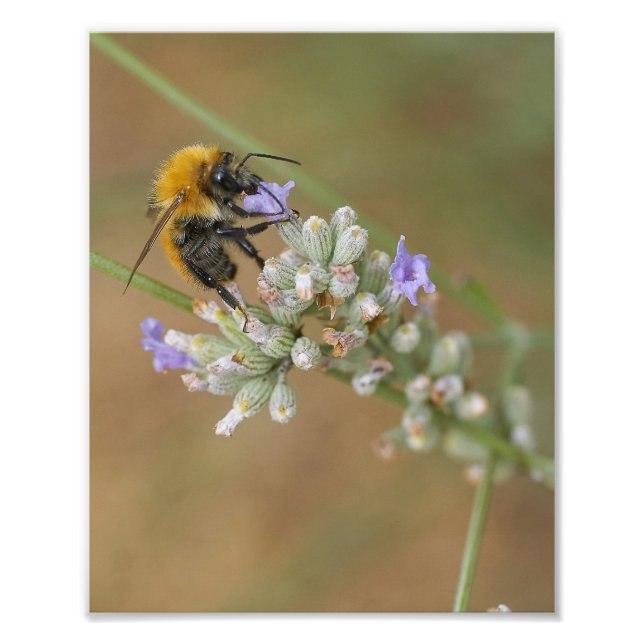 Foto Bee on Lavender (Frente)