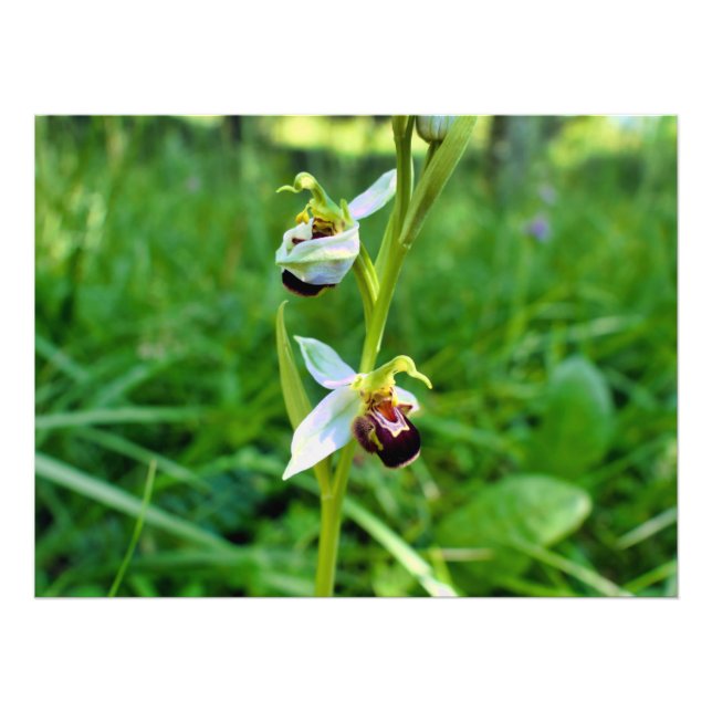 Foto Bee Orchid (Frente)