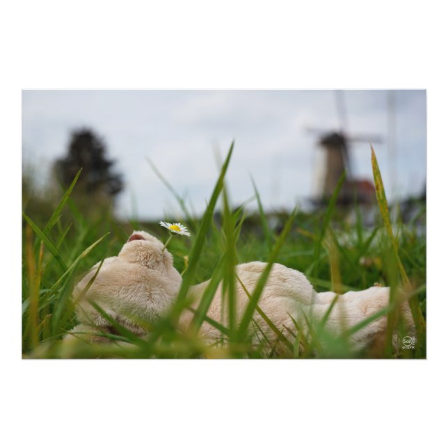 Foto Beer relaxt liggend in het gras met een Hollandse  (Frente)