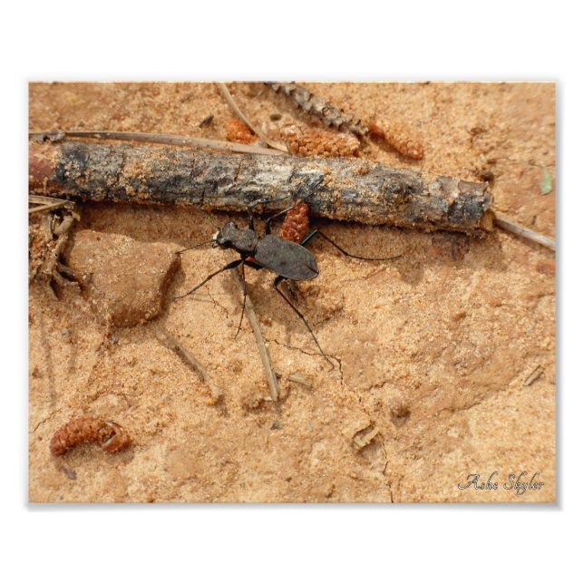 Foto Beetle (Frente)