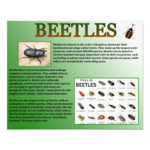 Foto Beetles