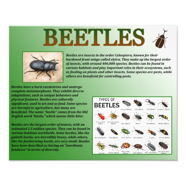 Foto Beetles (Frente)