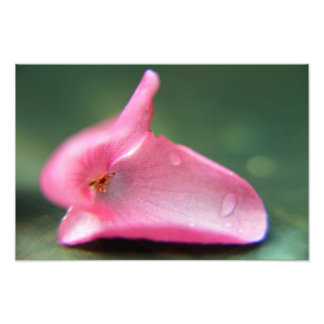 Foto Begonia Petal