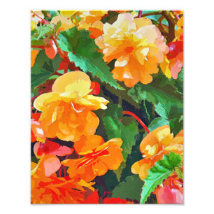 FOTO BEGONIAS