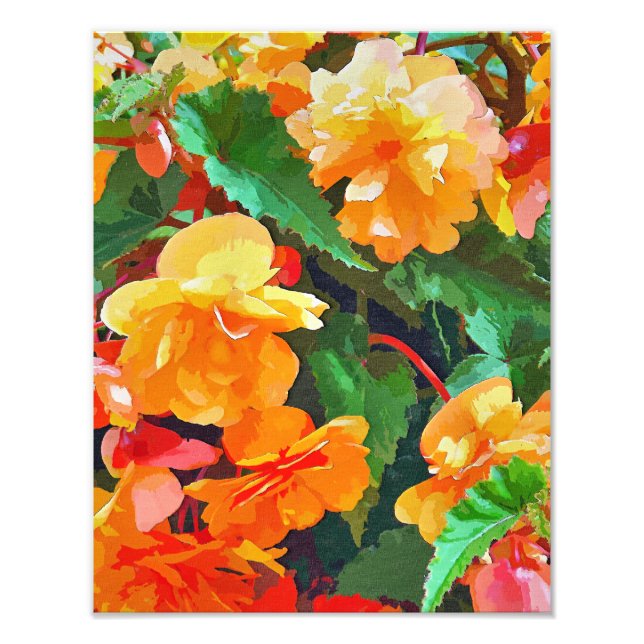 FOTO BEGONIAS (Frente)