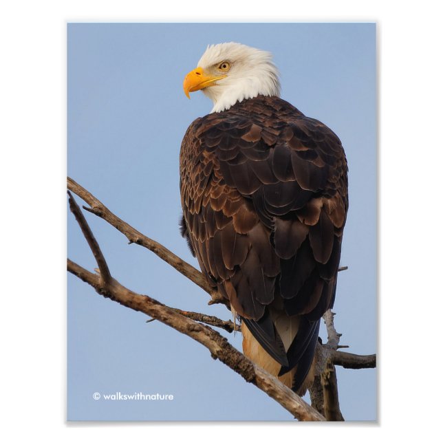 Foto Bella águila calva en un árbol (Frente)