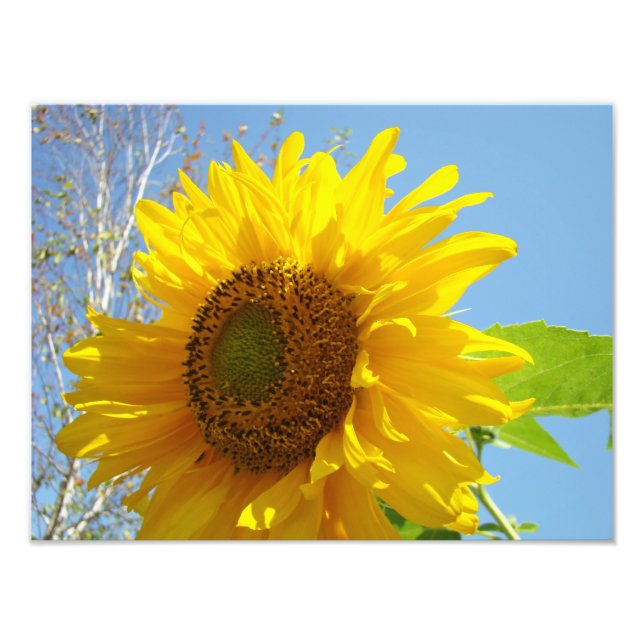 Foto Bella Artes de fotografía de la naturaleza imprime (Frente)