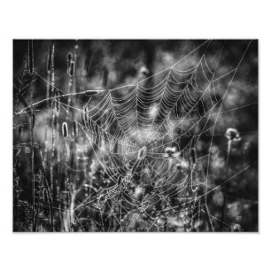 Foto Bella Artes de la naturaleza blanca y negra de la 