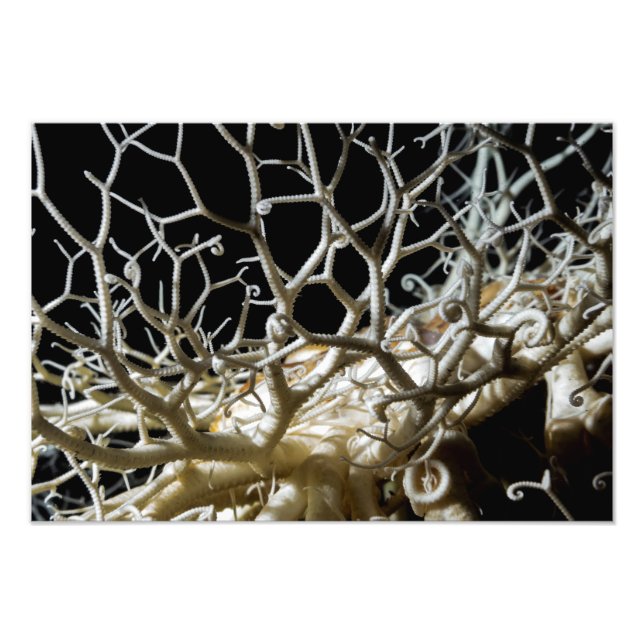 Foto Bella Artes Estrella de la Canasta (Gorgonocephalu (Frente)