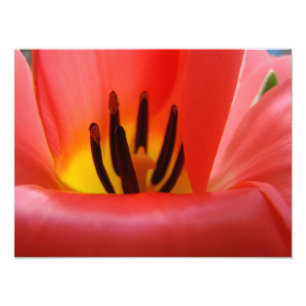 Foto Bella Artes Fotografía de arte imprime Flor de tul