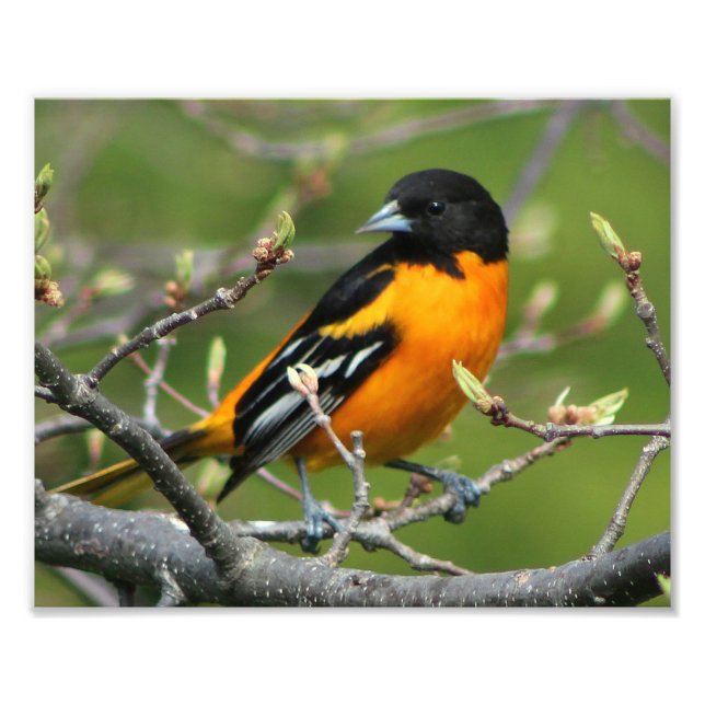 Foto Bella Baltimore Oriole (Frente)