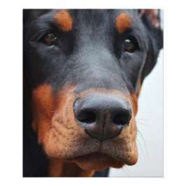 Foto Bella Doberman Pinscher