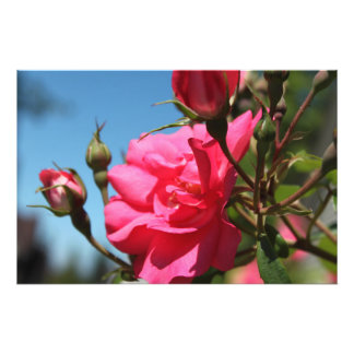 Foto bella flor rosa rosa rosa y cielo azul de brotes