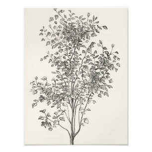 Foto Belleza Floreciente: Boceto de Árbol en Blanco y N