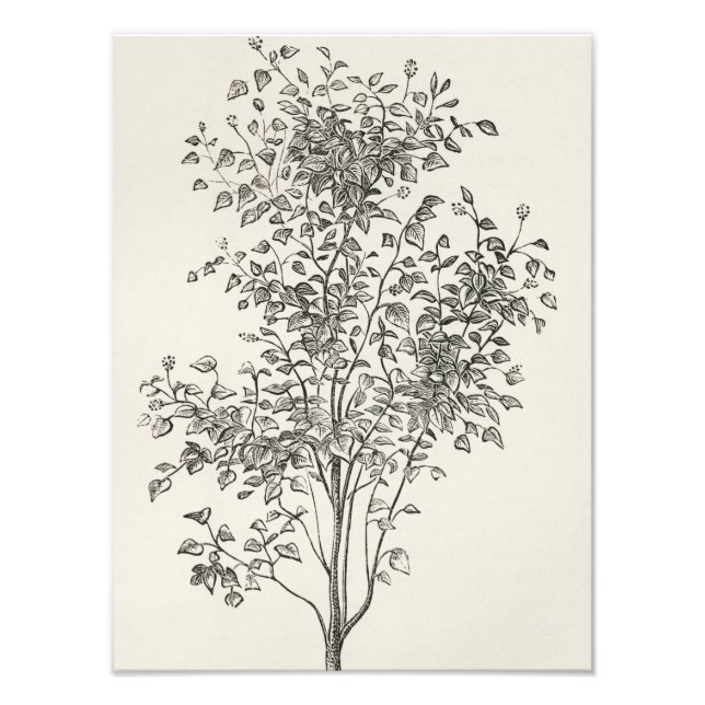 Foto Belleza Floreciente: Boceto de Árbol en Blanco y N (Frente)
