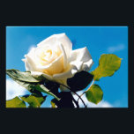 Foto Belleza rosa blanca<br><div class="desc">Rosa blanca bajo cielo azul. La vibrante foto de un hermoso rosa floreciente hace un gran regalo de arte floral en la pared. La belleza tranquila de la rosa blanca refleja nuevos comienzos, pureza, lealtad e inocencia. Las rosas blancas simbolizan el amor joven que la novia tiene por su cónyuge....</div>